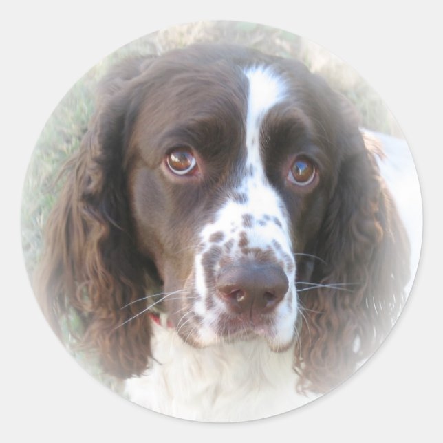 Adesivo Redondo Sweet English Springer Spaniel Stickers (Frente)