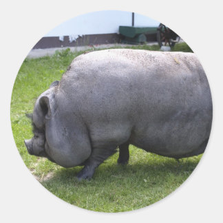 Adesivo Redondo Sweet Piggy | Fazenda animal