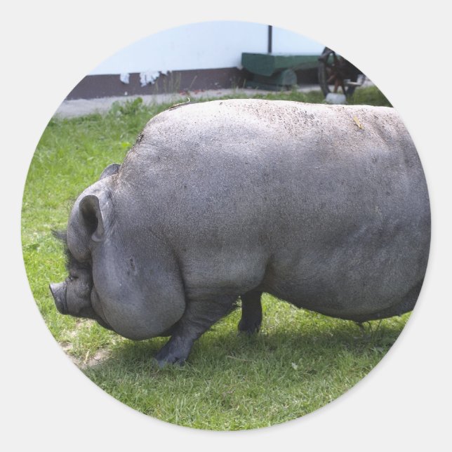 Adesivo Redondo Sweet Piggy | Fazenda animal (Frente)