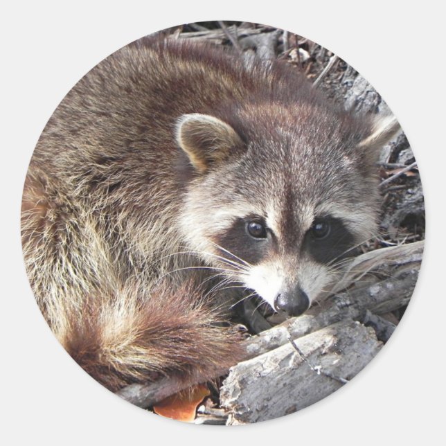 Adesivo Redondo Sweet Raccoon (Frente)
