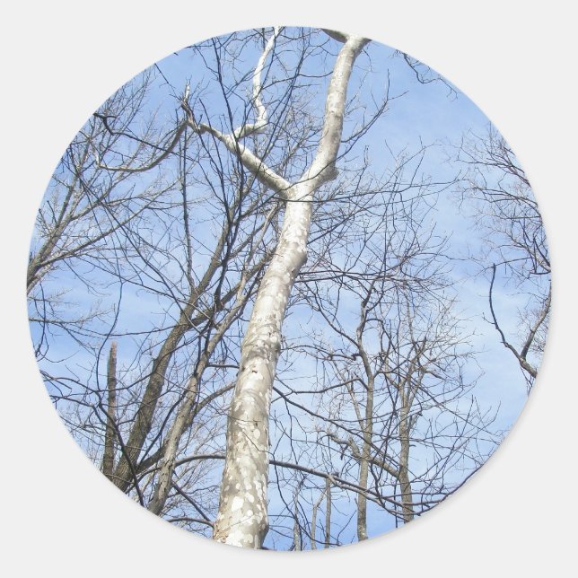 Adesivo Redondo Sycamore Tree Stickers (Frente)