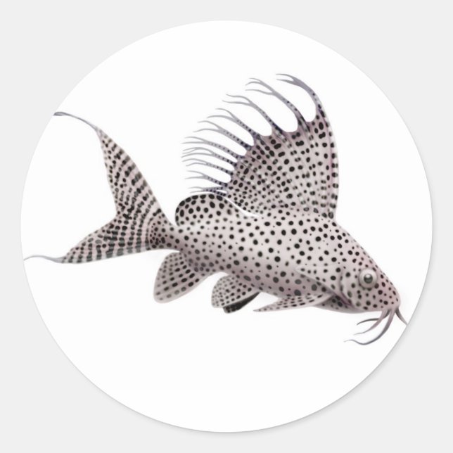 Adesivo Redondo Synodontis Catfish Sticker (Frente)