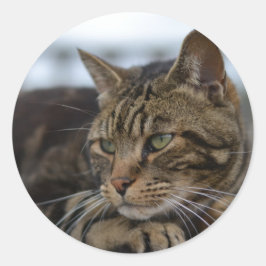 Adesivo Redondo Tabby cat pronto para ação