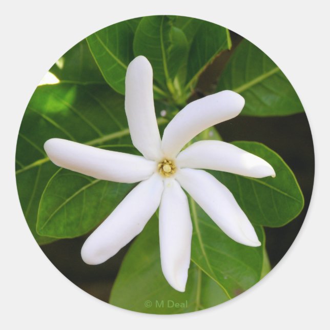 Adesivo Redondo Tahiti Tiare (Frente)