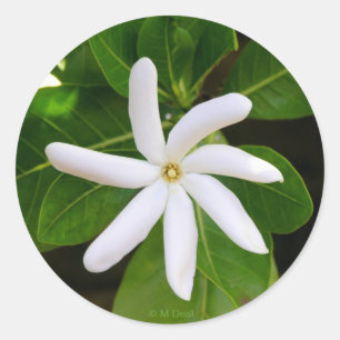 Adesivo Redondo Tahiti Tiare