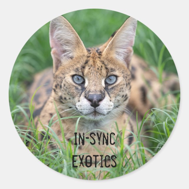 Adesivo Redondo Taji - (Frente)