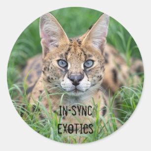 Adesivo Redondo Taji -