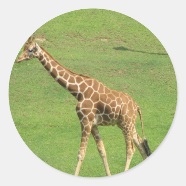 Adesivo Redondo Tall Giraffe Sticker (Frente)