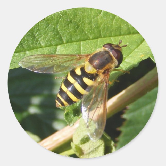 Adesivo Redondo Tampão de voo ~ (Frente)