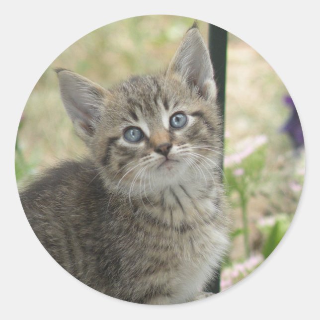 Adesivo Redondo Tampões para gatos (Frente)