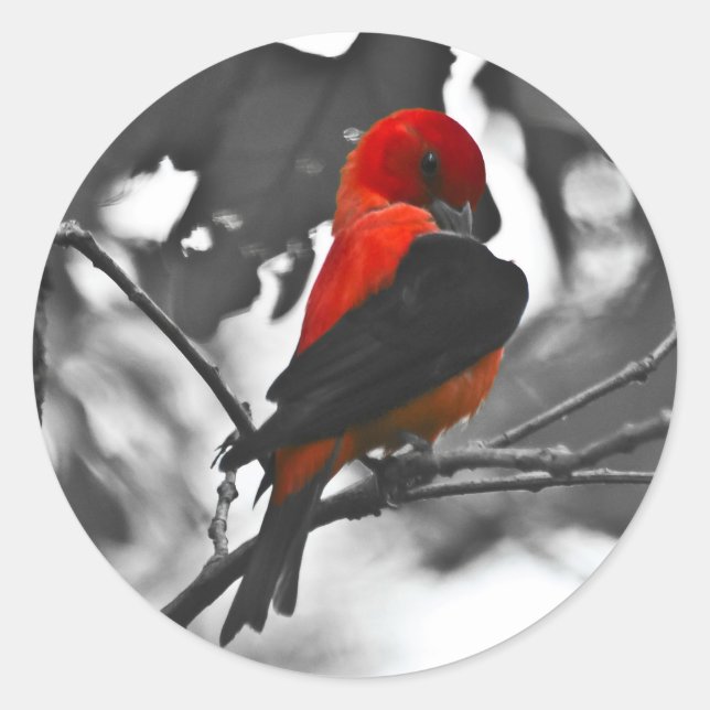 Adesivo Redondo Tanager Escarlate Macho (Frente)