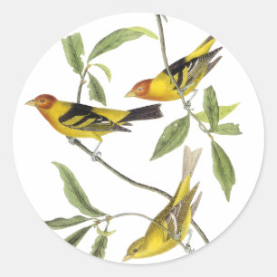 Adesivo Redondo Tanager ocidental - John James Audubon