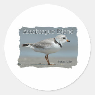 Adesivo Redondo Tarambola tranqüila da ilha de Assateague