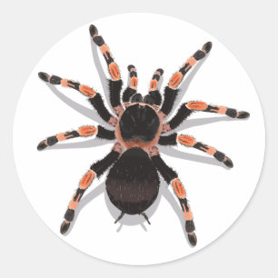 Adesivo Redondo Tarantula Sticker