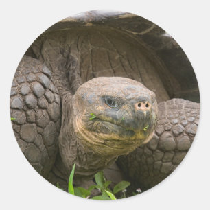 Adesivo Redondo Tartaruga gigante