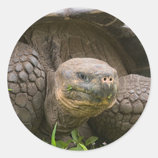 Adesivo Redondo Tartaruga gigante (Frente)