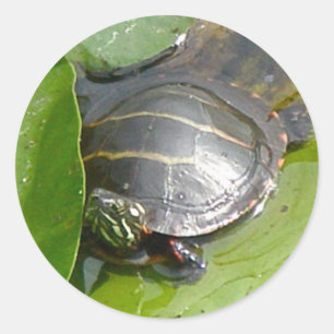 Adesivo Redondo Tartaruga Pintada Bebê nos Itens do Lilypad