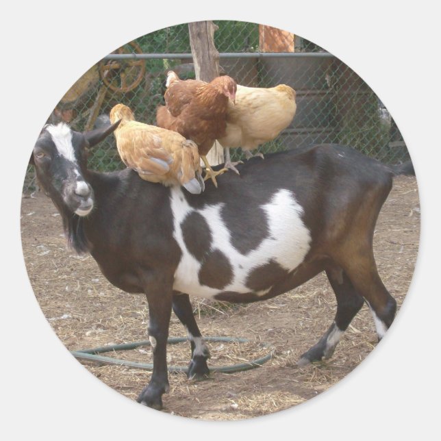 Adesivo Redondo Táxi de cabra (Frente)