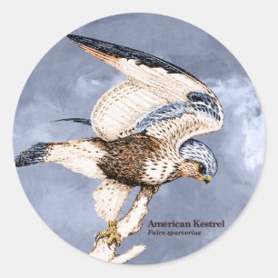 Adesivo Redondo TCWC - Ilustração americana do Kestrel