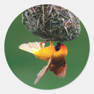 Adesivo Redondo Tearilhão-de-máscara-preta (Ploceus Velatus)