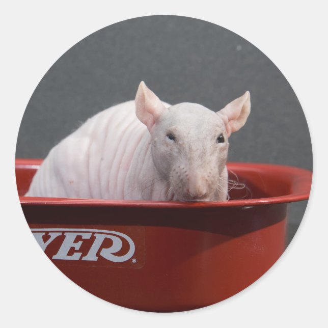 Adesivo Redondo Templeton (Frente)