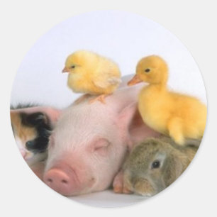 Adesivo Redondo Tempo da sesta para os animais