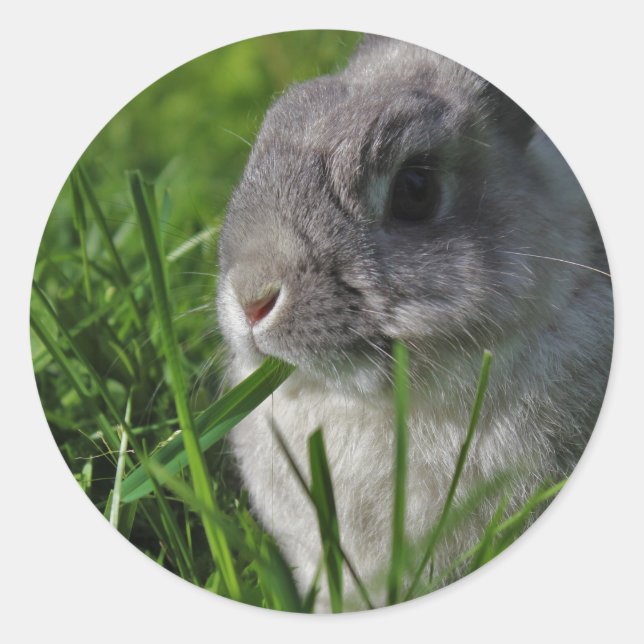 Adesivo Redondo Tempo do petisco (Frente)