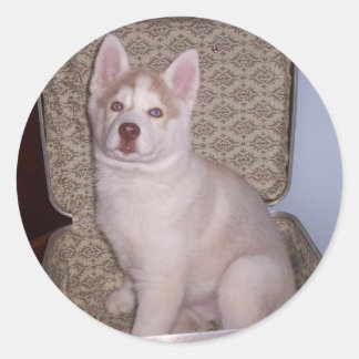 Adesivo Redondo Tenha Siberiano, Will viagem