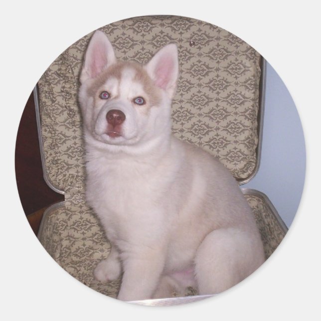 Adesivo Redondo Tenha Siberiano, Will viagem (Frente)