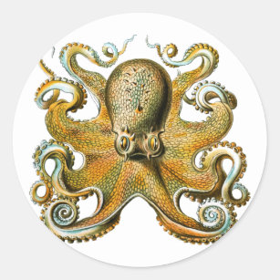 Adesivo Redondo Tentáculos De Desenho De Octopus