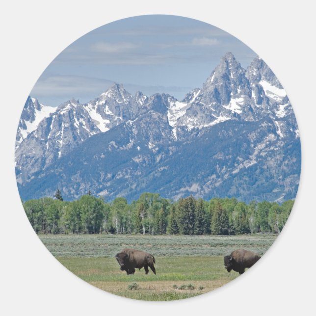 Adesivo Redondo Teton Buffalo Sticker (Frente)