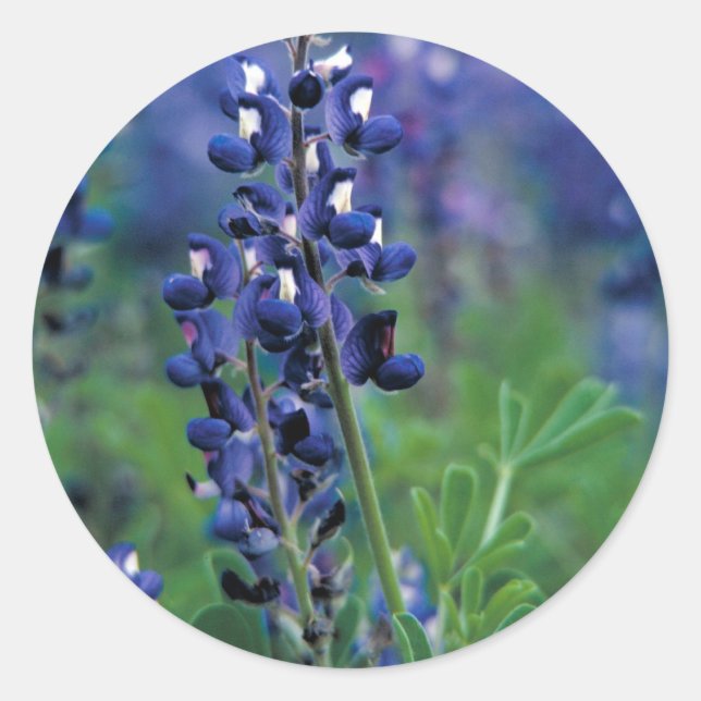 Adesivo Redondo Texas Bluebonnet-2-Best (Frente)