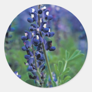 Adesivo Redondo Texas Bluebonnet-2-Best