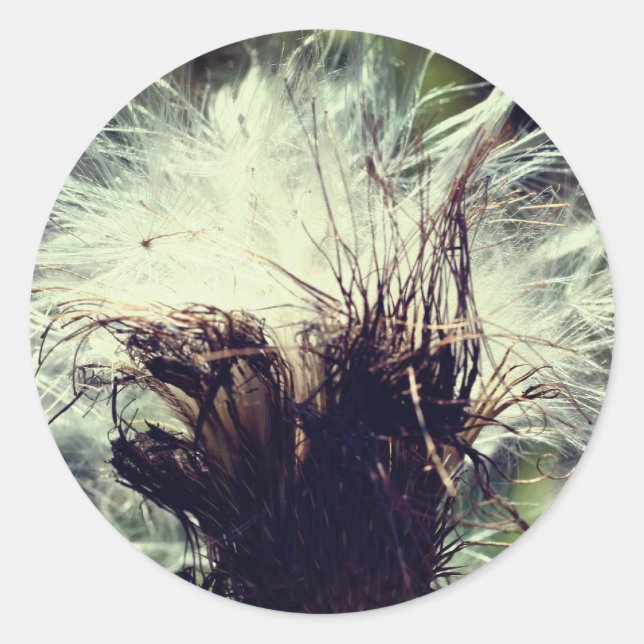 Adesivo Redondo Thiste Fluff Flor (Frente)