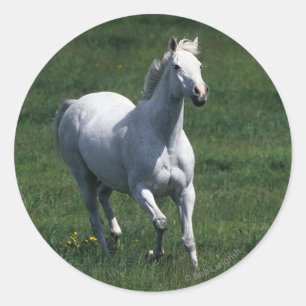 Adesivo Redondo Thorpura Mare