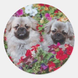 Adesivo Redondo Tibetano Spaniel Sticker