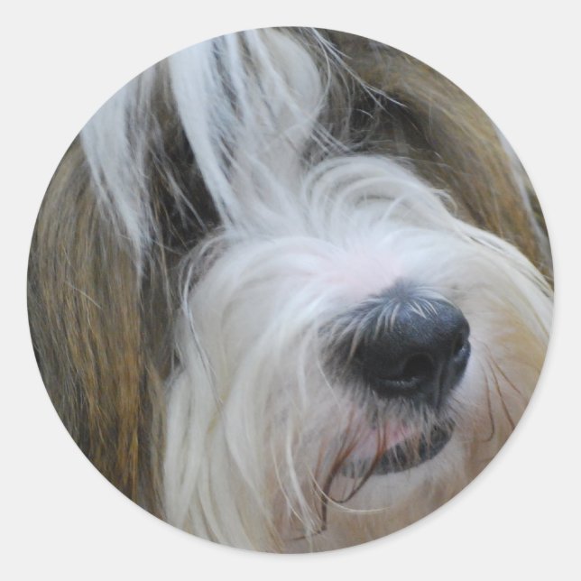 Adesivo Redondo Tibetano Terrier Stickers (Frente)
