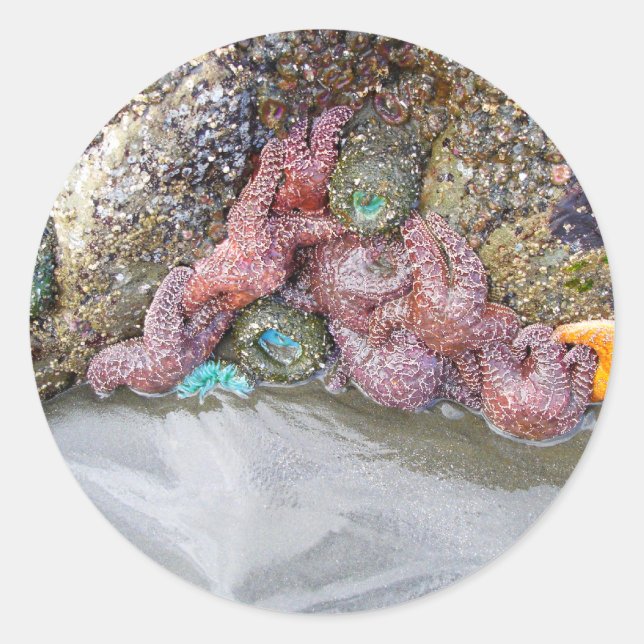 Adesivo Redondo Tidal Piscina, Ruby Beach, Olimpiadas National Par (Frente)