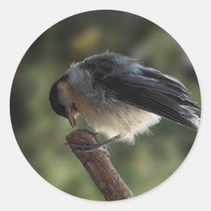 Adesivo Redondo Tidi, meu Pássaro, o Parus Major