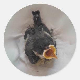 Adesivo Redondo Tidi, meu Pássaro, o Parus Major
