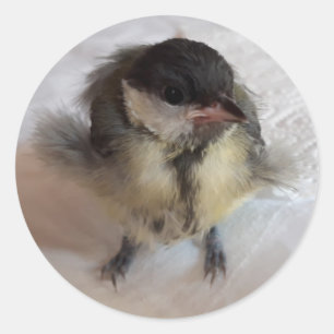 Adesivo Redondo Tidi, meu Pássaro, o Parus Major