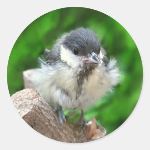 Adesivo Redondo Tidi, meu Pássaro, o Parus Major