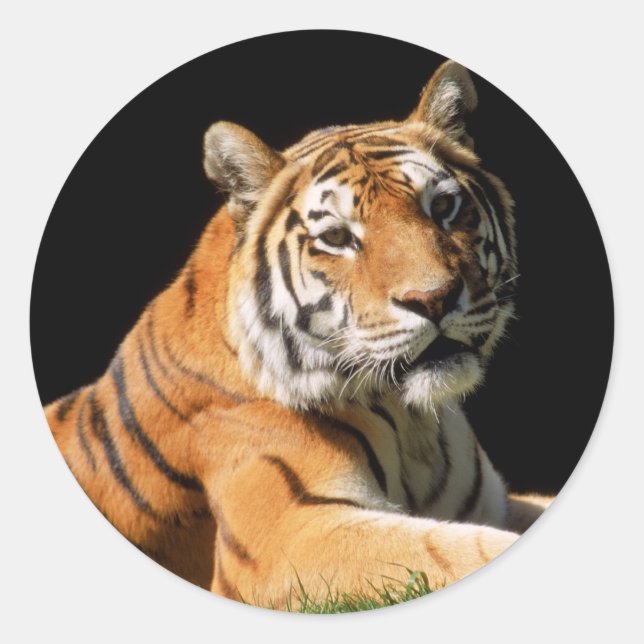 Adesivo Redondo Tiger Closeup (Frente)