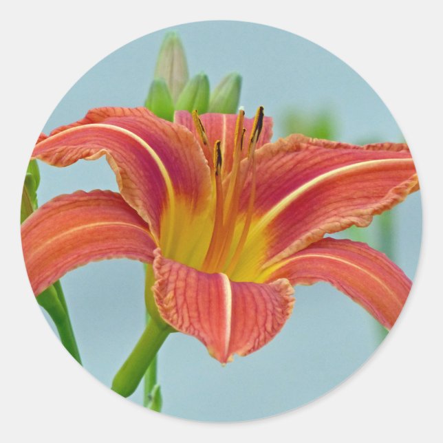Adesivo Redondo Tiger Lily (Frente)