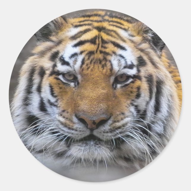 Adesivo Redondo Tiger Photo Fog Close Sticker (Frente)