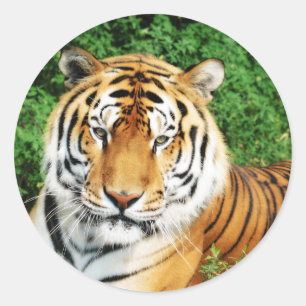 Adesivo Redondo Tiger Relaxing