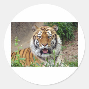 Adesivo Redondo Tiger Smile