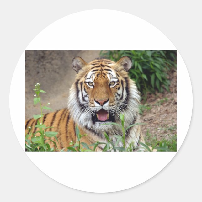 Adesivo Redondo Tiger Smile (Frente)