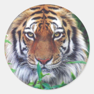 Adesivo Redondo Tiger Stare