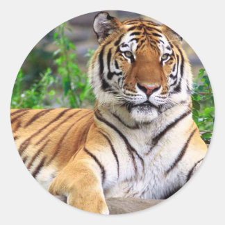 Adesivo Redondo Tiger Sticker